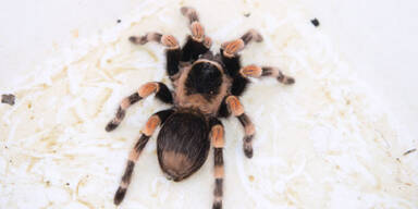 Linz: Vogelspinne auf Golfplatz entdeckt