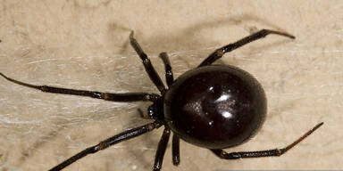 Black False Widow