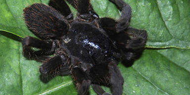 Spinne Indien