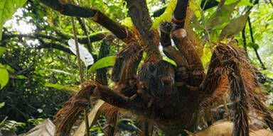 Das ist die größte Vogelspinne der Welt