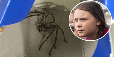 Riesenspinne nach Greta Thunberg benannt