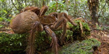 Das ist die größte Vogelspinne der Welt