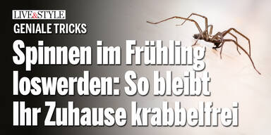 Spinnen im Frühling loswerden: Mit diesen Tricks bleibt Ihr Zuhause krabbelfrei