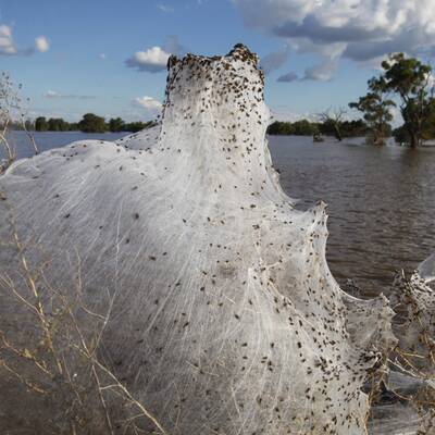 Millionen von Spinnen retten sich vor den Fluten rund um Wagga Wagga