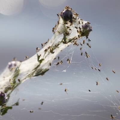 Millionen von Spinnen retten sich vor den Fluten rund um Wagga Wagga