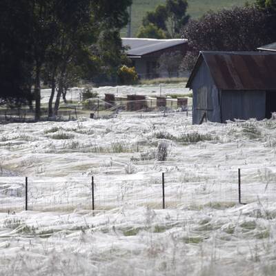 Millionen von Spinnen retten sich vor den Fluten rund um Wagga Wagga