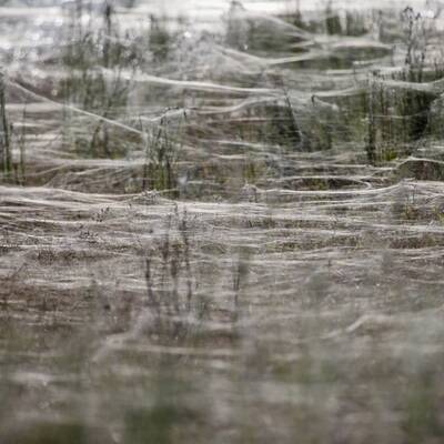 Millionen von Spinnen retten sich vor den Fluten rund um Wagga Wagga