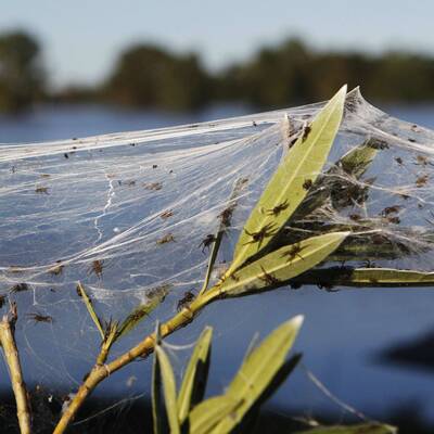 Millionen von Spinnen retten sich vor den Fluten rund um Wagga Wagga