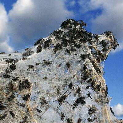 Millionen von Spinnen retten sich vor den Fluten rund um Wagga Wagga