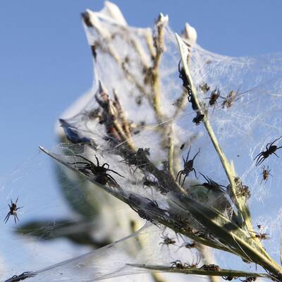 Millionen von Spinnen retten sich vor den Fluten rund um Wagga Wagga