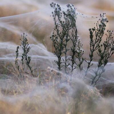 Millionen von Spinnen retten sich vor den Fluten rund um Wagga Wagga