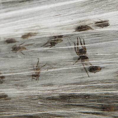 Millionen von Spinnen retten sich vor den Fluten rund um Wagga Wagga