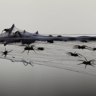 Millionen von Spinnen retten sich vor den Fluten rund um Wagga Wagga