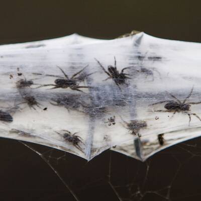 Millionen von Spinnen retten sich vor den Fluten rund um Wagga Wagga