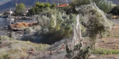 300 Meter langes Spinnennetz überzieht Küstenabschnitt