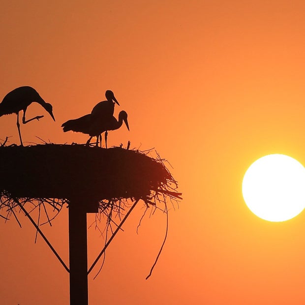 In Schönebeck (Deutschland) genießen einige Störche die Sonne