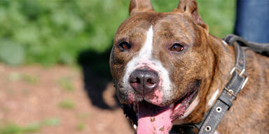 Zwei Frauen in K&auml;rnten von Hund attackiert