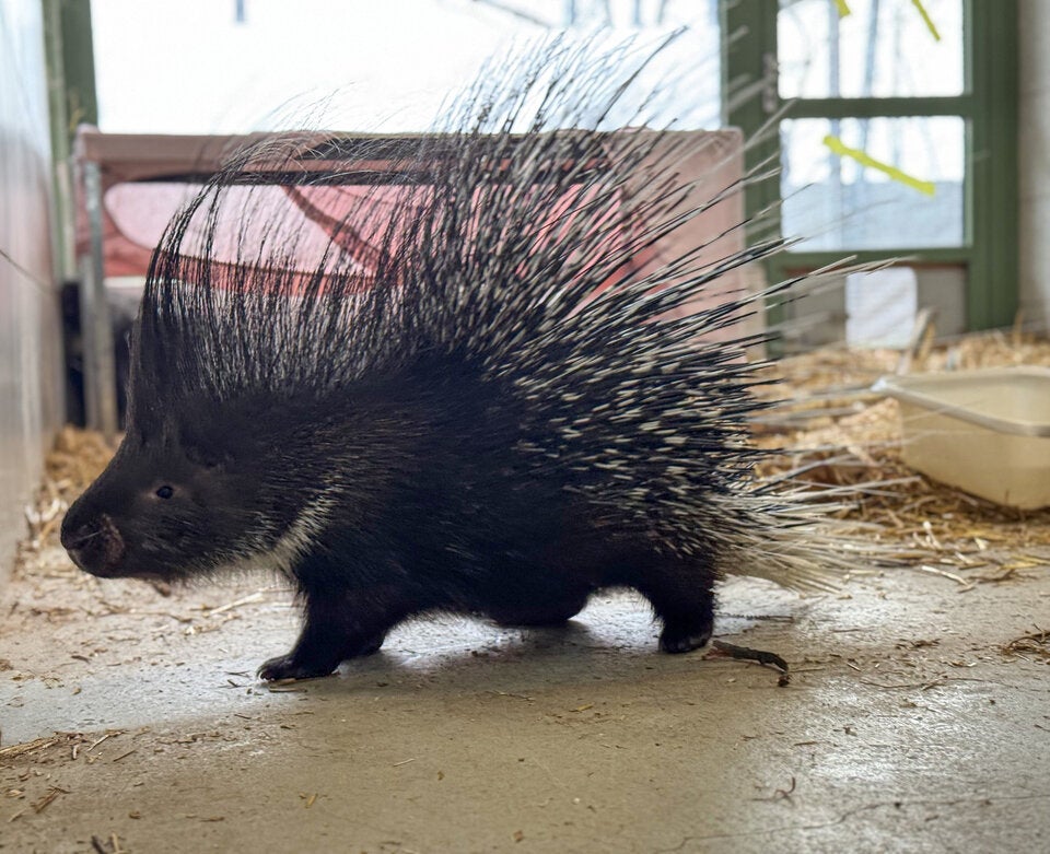 Stachelschwein