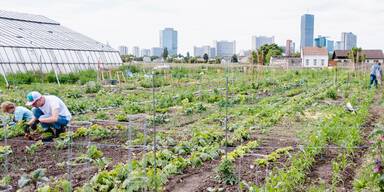 B&uuml;rgermeister Ludwig: "Wien ist Gem&uuml;sehauptstadt Europas"