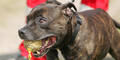 Staffordshire Bullterrier