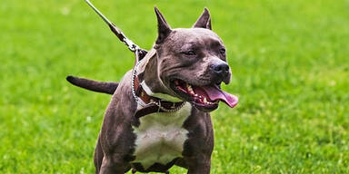 Staffordshire Bullterrier