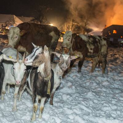 Brand vernichtet Stall: Tiere gerettet