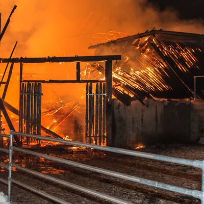 Brand vernichtet Stall: Tiere gerettet