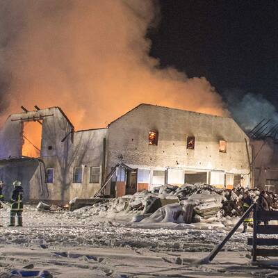 Brand vernichtet Stall: Tiere gerettet