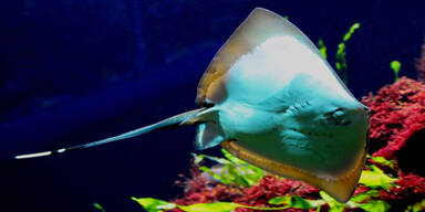 Haus des Meeres: Nachwuchs bei Stechrochen