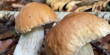 Kopie von Steinpilz.