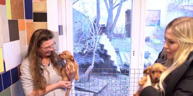 Unsere Tiere | Tiere beschenken auf "weihnachtspackerl.at"