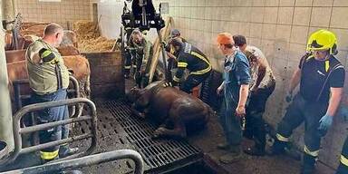 Feuerwehr rettet Jungstiere aus Güllegrube