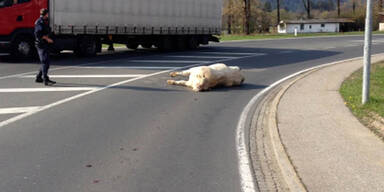 Entlaufener Stier rammt Mopedfahrerin