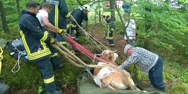 M&uuml;hllacken Stier