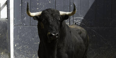 K&auml;rntner Bauer von Stier attackiert und schwer verletzt