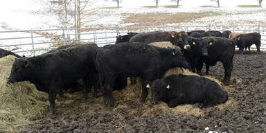 Zug erfasst Amok-Stier tödlich