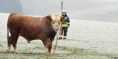 700 Kilo-Stier von Polizei getötet