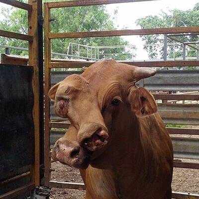 Zweiköpfiger Stier bei Auktion versteigert