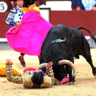 Stiere spießen alle Toreros auf