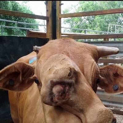 Zweiköpfiger Stier bei Auktion versteigert