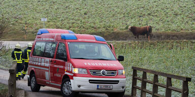 700 Kilo-Stier von Polizei getötet