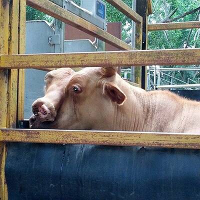 Zweiköpfiger Stier bei Auktion versteigert