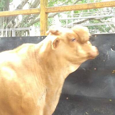 Zweiköpfiger Stier bei Auktion versteigert