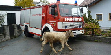 Polizei erschießt ausgerissenen Stier