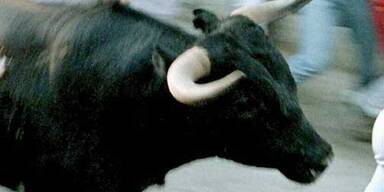 stier