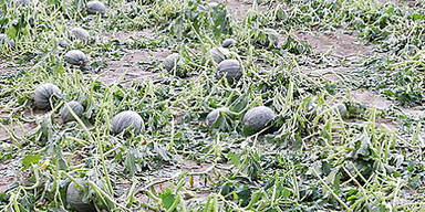 Schwere Unwetter in der Steiermark 
