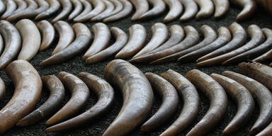 74 Elefanten-Stoßzähne sichergestellt