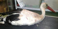 Storch angeschossen - Flügel gerettet