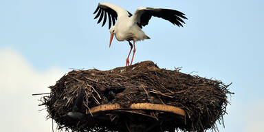 Zugvögel kehren zurück