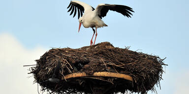 Der erste Storch ist gelandet